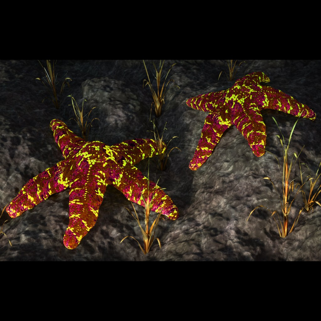 Starfish - Seastar - Asteroidea preview image 3